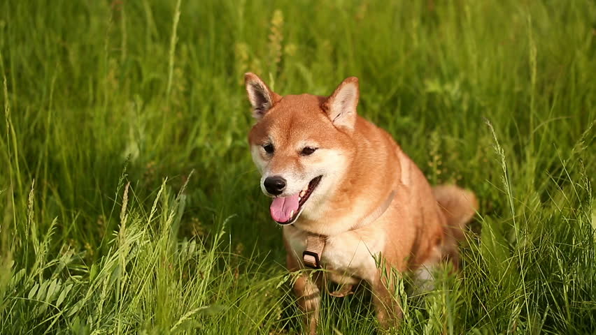 Dog Shiba Inu Sitting On Stock Footage Video 100 Royalty Free 16610440 Shutterstock