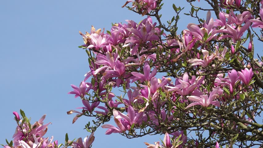 Stockvideoklipp på Flowering Magnolia Tree in Front (helt ...