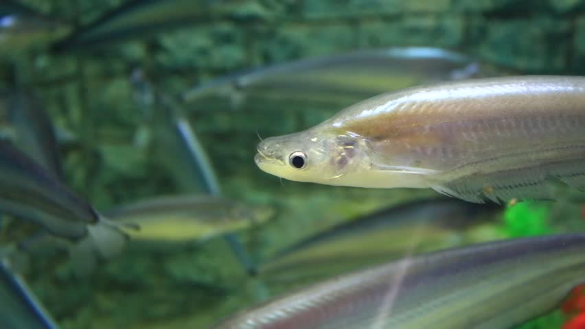 Header of siluridae