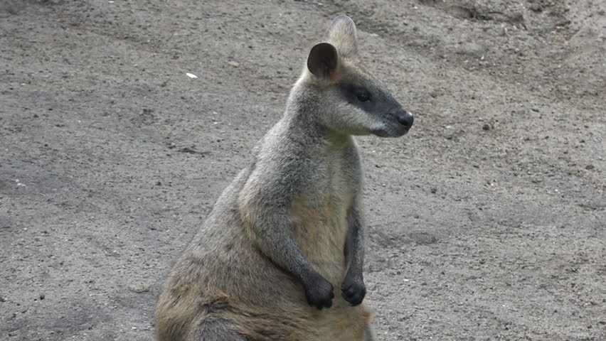 Header of Agile Wallaby