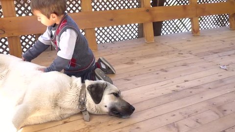 are kangal dog good with kids