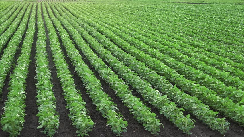 Cultivated Soybean Field, Crops Growing In Rows Stock Footage Video ...