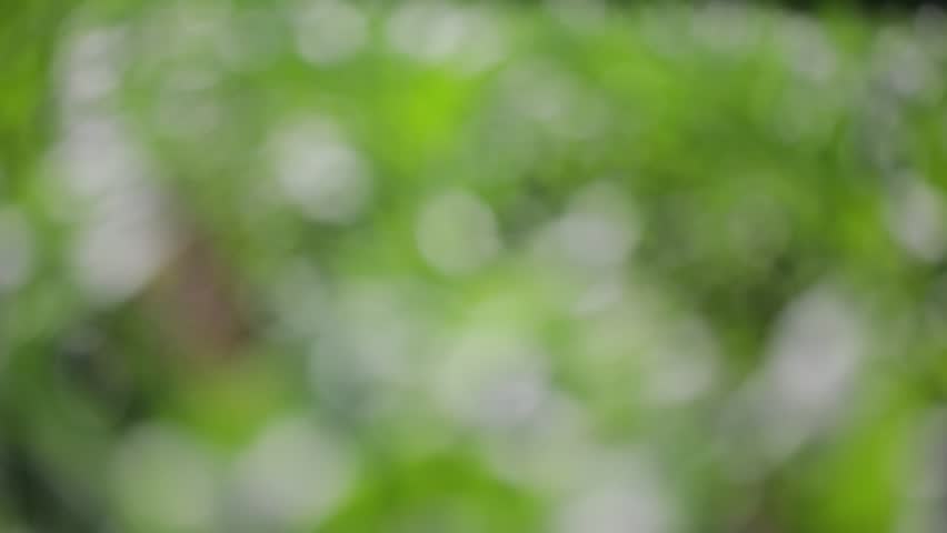 Green Nature Blur Background. Beautiful Greenery Nature Blurry ...