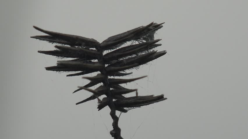 Header of herbarium