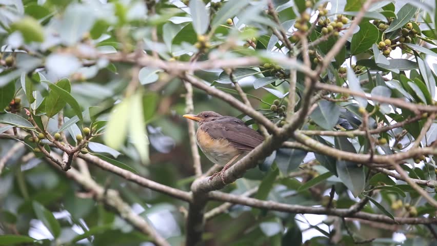 Header of African Thrush