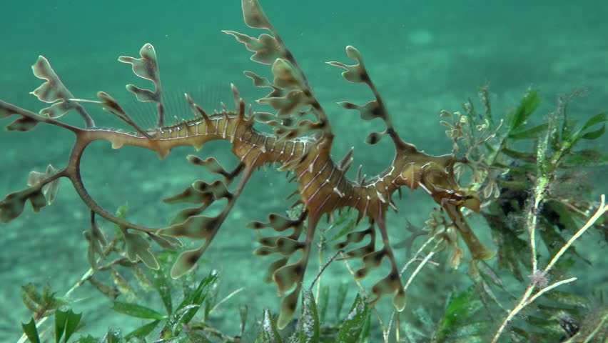 Leafy Sea Dragon Stock Footage Video 100 Royalty Free 17439460