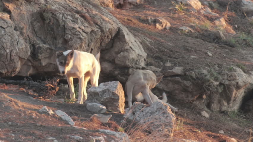 Header of feral