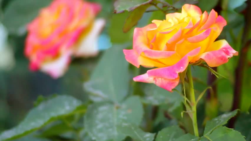 Wild Yellow Roses Planted By Stock Footage Video 100 Royalty