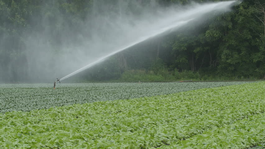 Agricultural Irrigation Sprinklers At Work On A Small Farm Field. Stock ...