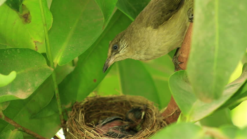 Mother Bird Feeding Baby Birds Stock Footage Video (100% Royalty-free ...