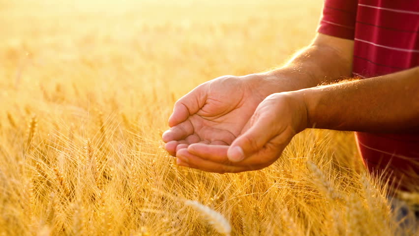Stock Video Clip of Close up of senior farmers hands holding | Shutterstock
