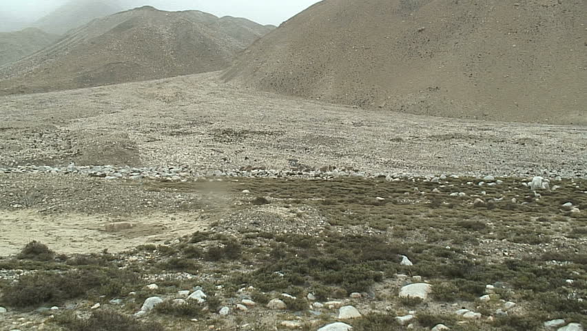 Header of tahr