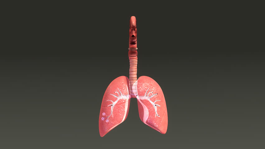 The Healthy Lungs From Gears. Anatomy Concept. Realistic 4k Flat ...