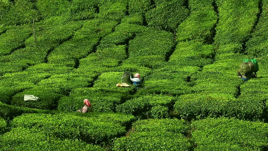 Munnar, India - January 5: Women Picking Tea Leaves In A Tea Plantation ...