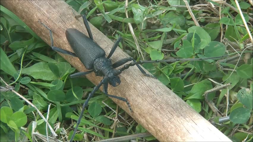 Header of Cerambycidae
