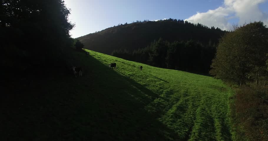 Countryside green field in West Cork, Ireland with a nice sun coming through the glass of the lens, some cool forest in the background of the grassy hill.
