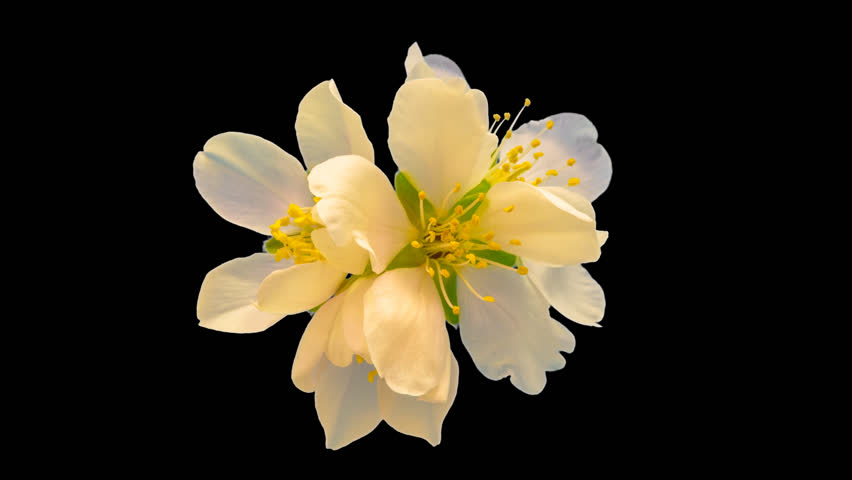 Flower 스톡 동영상 비디오 | Shutterstock