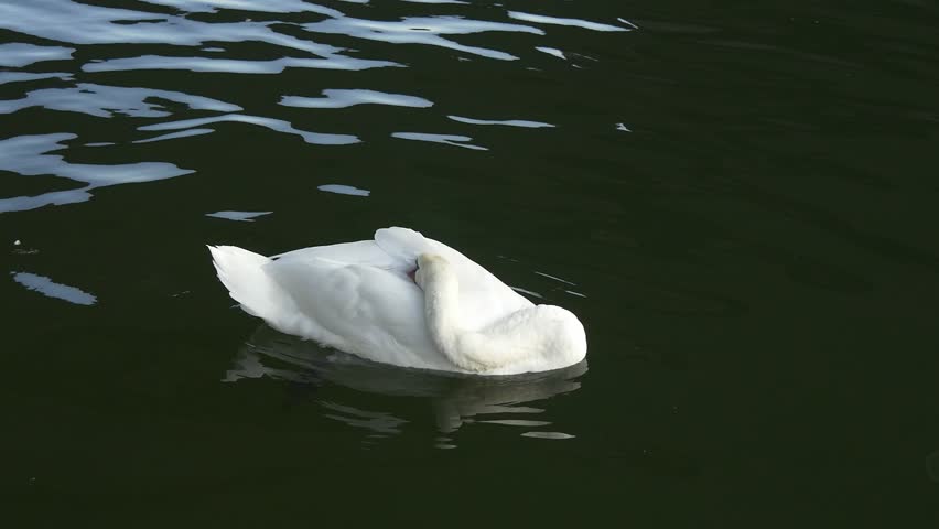 The Sleeping Swans >> Sleeping Swan Drifting In Clean Stock Footage Video 100 Royalty Free 18892370 Shutterstock The Sleeping Swans >> Sleeping Swan Drifting In Clean Stock Footage Video 100 Royalty Free 18892370 Shutterstock