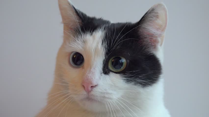 Odd Eyed White Cat Complete Heterochromia Stock Footage Video