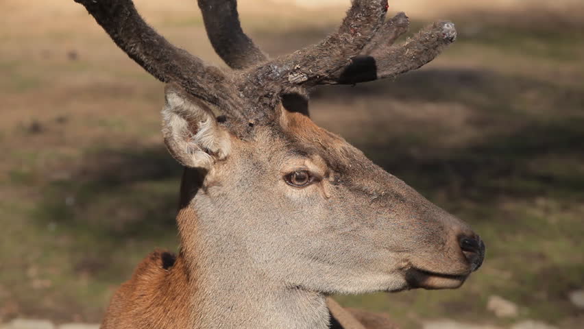 Deer (Cervidae), Stag, Eating, Relaxing In The Forest, Wild Stock ...