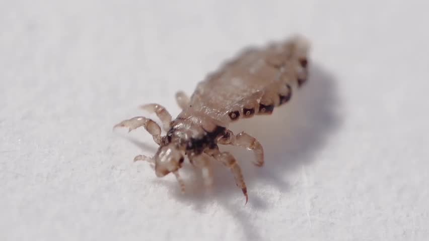 Human Head Lice Slow Motion Extreme Stock Footage Video 100