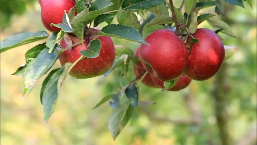 Apples Trees Of Marpha, Mustang, Nepal. Marpha Is Also Know As The ...