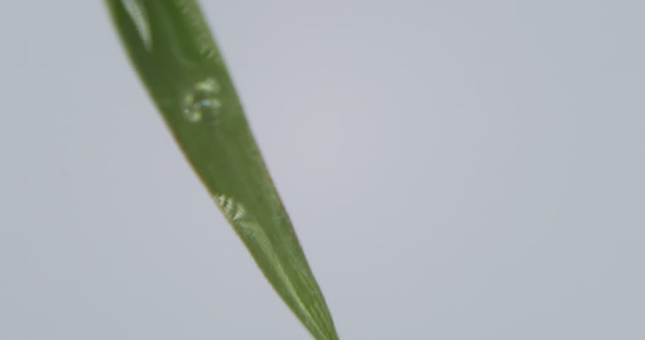 Blades Of Grass Isolated Stock Footage Video | Shutterstock