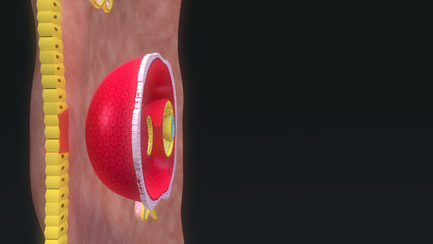 Header of endoderm