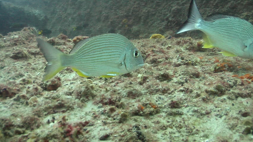 Header of Acanthopagrus australis