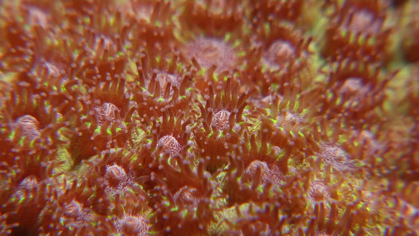 Header of Alveopora