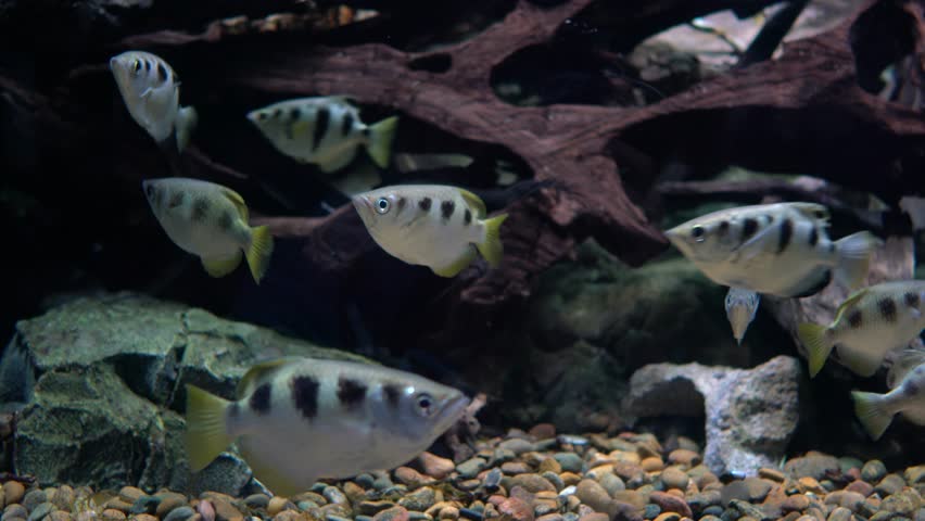 Archer Fish Tank | Blue Gourami Tropical Fish Is Swimming In The Fish Tank Stock Archer Fish Tank | Blue Gourami Tropical Fish Is Swimming In The Fish Tank Stock