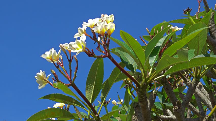 Header of frangipani