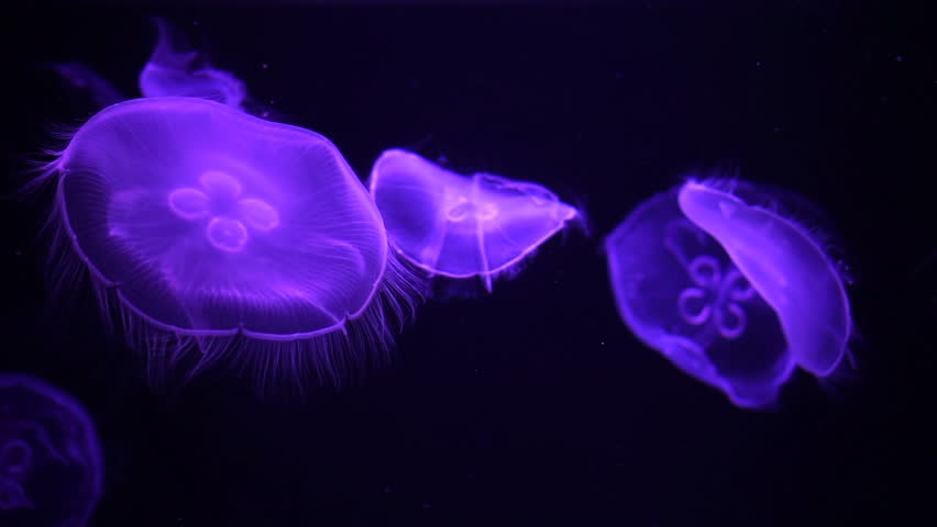 Group Of Fluorescent Jellyfish Spinning Around With With Partial ...