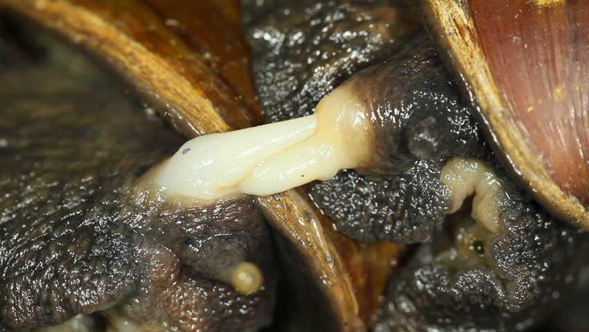 Header of Achatina fulica