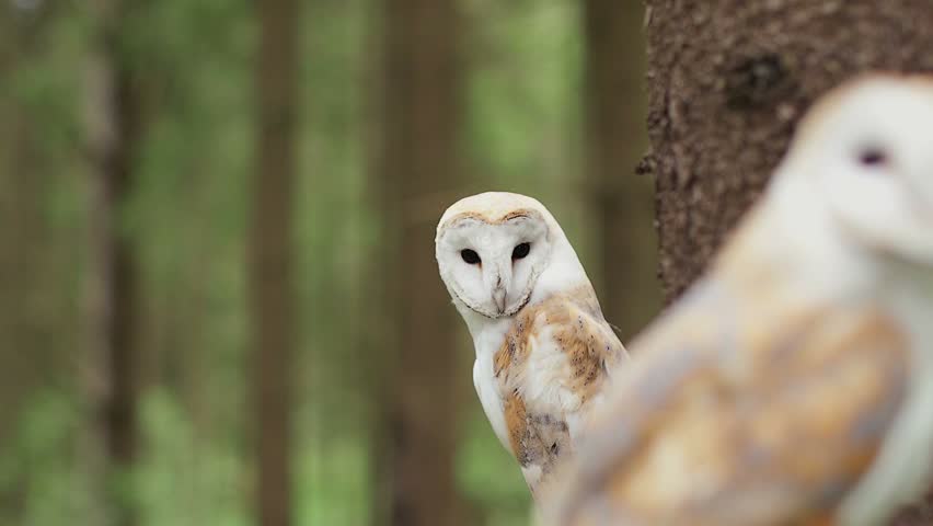 Two Barn Owl Tyto Alba Stock Footage Video 100 Royalty Free