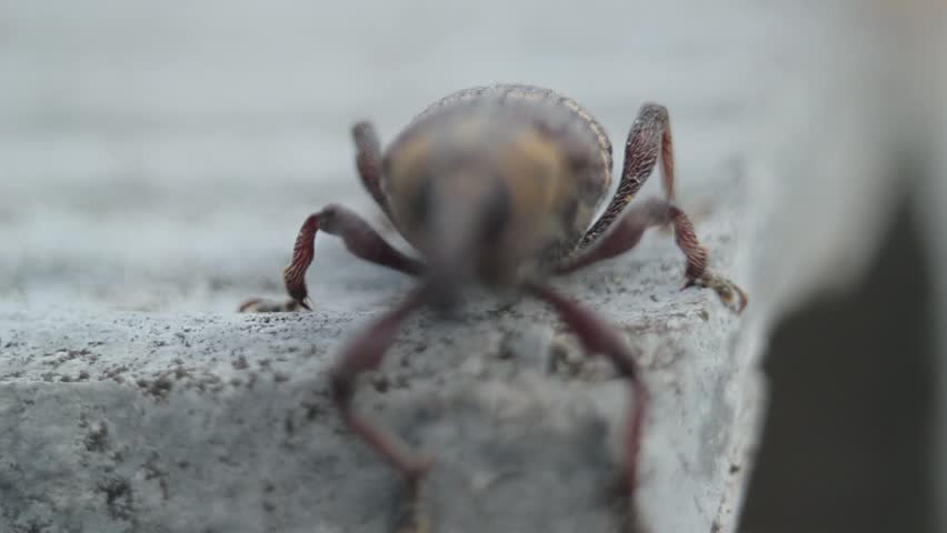 Header of weevil
