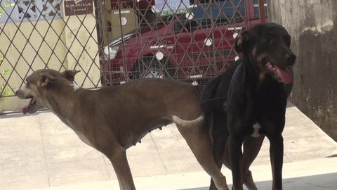 Dog Animal Mating Stock Footage Video 100 Royalty Free 20487310 Shutterstock