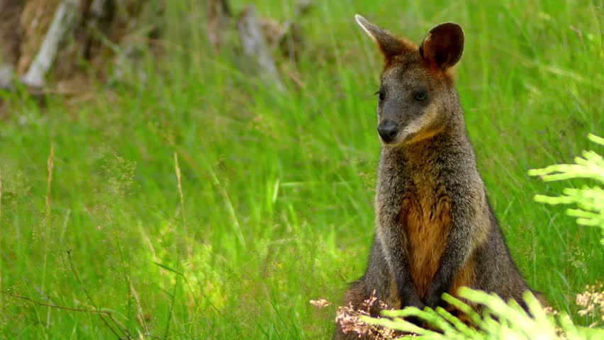 Header of stinker