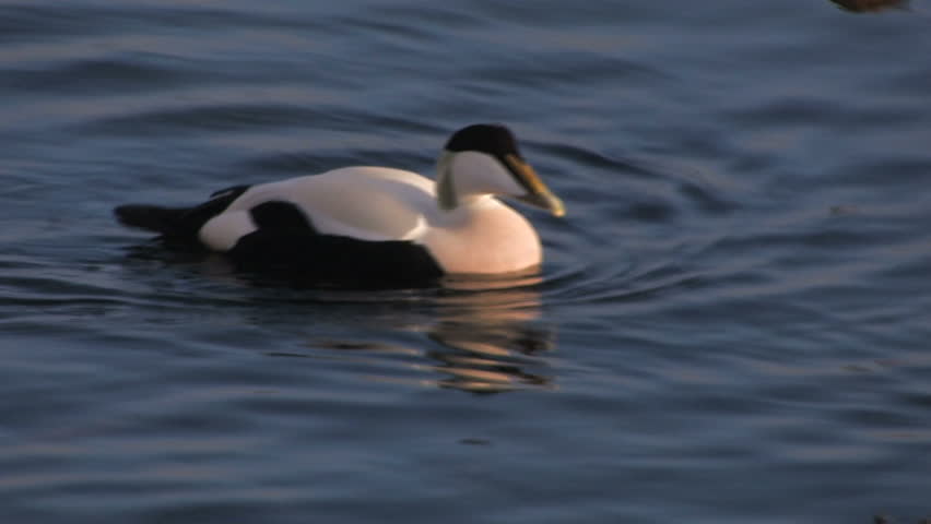 Header of eider