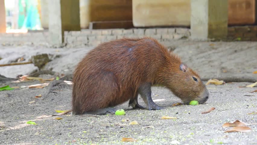 Header of capybara