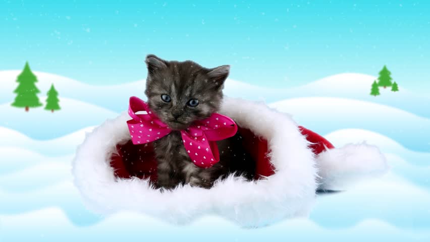 Merry Christmas Card With Text, Adorable Beautiful Cat With Pink Bow ...