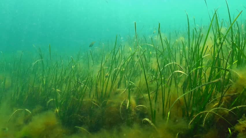 Seagrass In Slow Motion Stock Footage Video 9418046 | Shutterstock