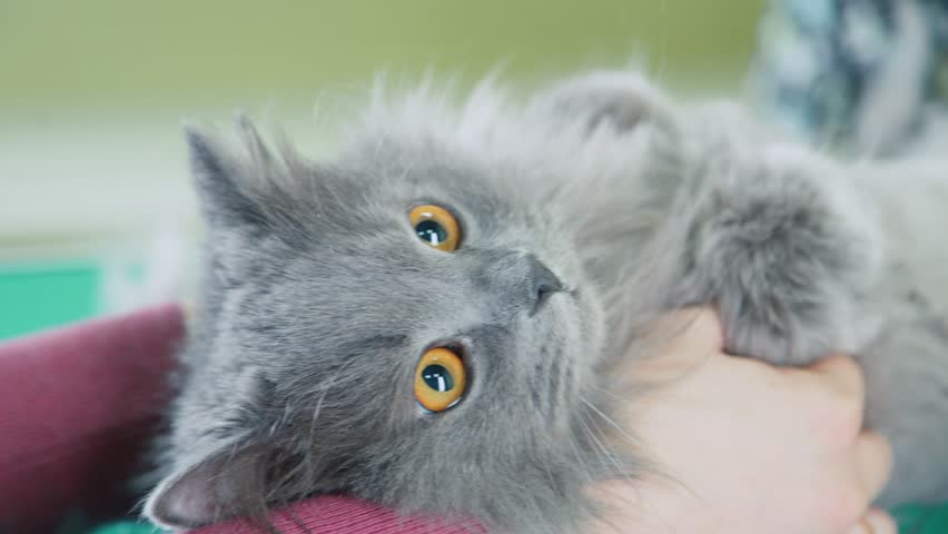 Close Up Of A Cat Groomer Stock Footage Video 100 Royalty Free