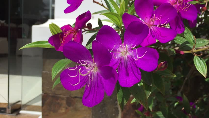 Header of Melastomataceae