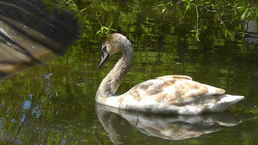 swans on river in the rain in high quality format stock footage swans the format