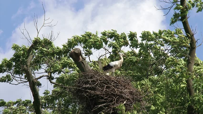 Header of fledge
