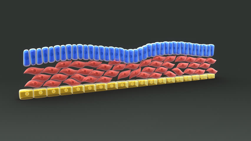 Header of mesoderm