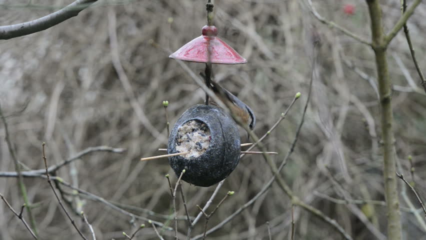 Wood Nuthatch Sitta Europaea On Stock Footage Video 100