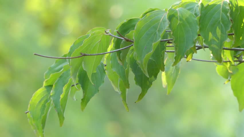 Header of benthamia