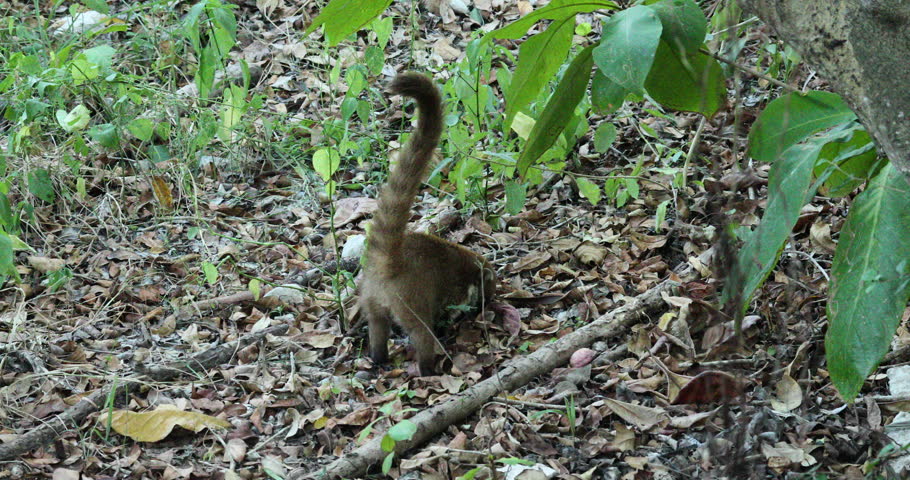 YUCATAN, MEXICO - DEC 2016: Coati Mundi Wildlife Animals Mexico Jungle